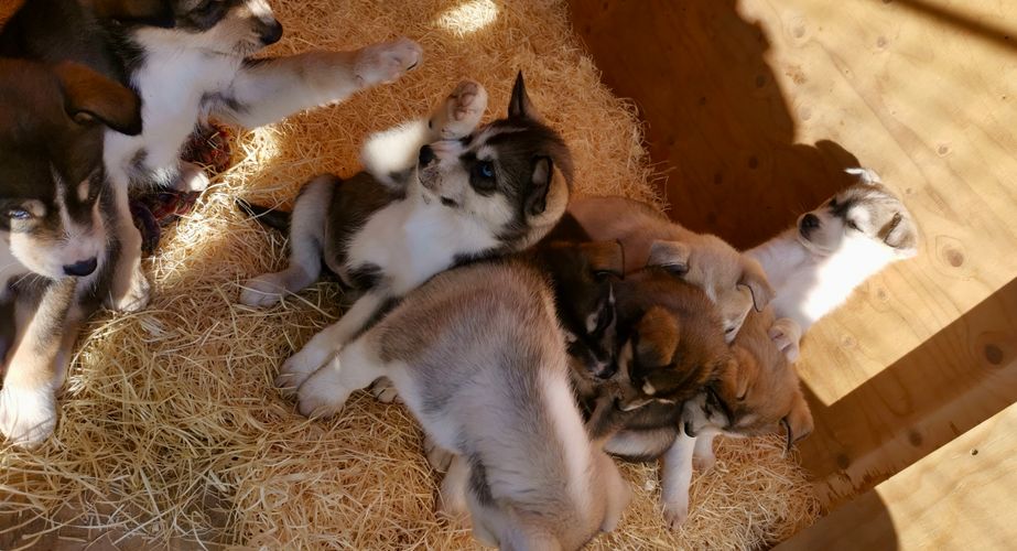 Met een beetje geluk zie je pups